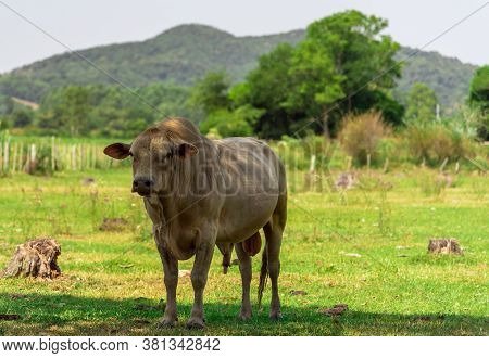 Nellore Bull. Breed Of Cattle Originating In India. It Has White Fur And Black Fur Which Gives It An