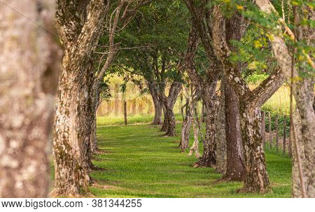 Nature. Natural Landscape Of A Green Tunnel Formation. A Forest Tunnel With Green And Yellow Leaves 