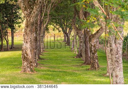 Nature. Natural Landscape Of A Green Tunnel Formation. A Forest Tunnel With Green And Yellow Leaves 