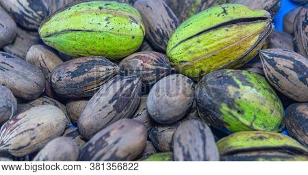Heaped Fruits Of Pecan Or Pecan (carya Illinoinensis)