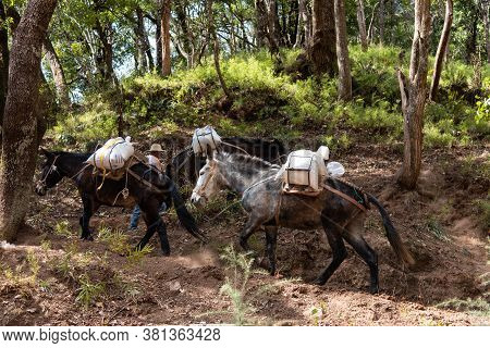February 2019. Mules At The Foot Of The Baoxiang Temple Is Also Called The Shibao Temple, Which Is L