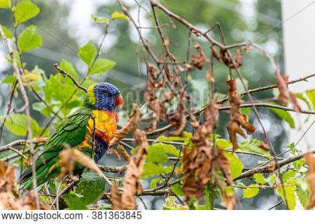 Coconut Lorikeet (trichoglossus Haematodus, Aka Green-naped Lorikeet) Sitting In Tree With Small Bra