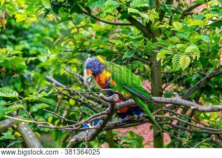 Close Up Of A Coconut Lorikeet (trichoglossus Haematodus, Aka Green-naped Lorikeet) Sitting Tree Wit