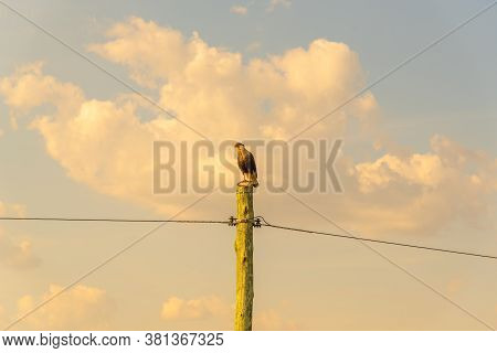 Gavião Carcará (caracara Plancus) Perched On A Power Pole And In The Background The Blue Sky