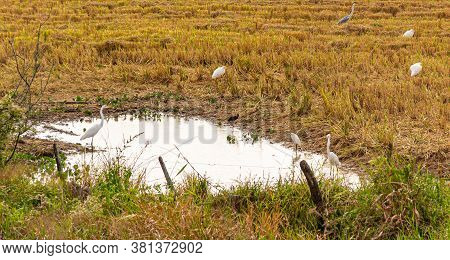Irrigated Rice Production Field. Lavora Freshly Harvested. Farm Animals. Nature And Wild Birds Of Br