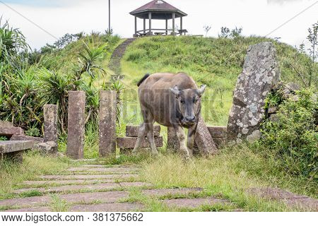 Beautiful Taiwan Water Buffalo Walking On A Stone Stair Steps In Grassland, Prairie In Taoyuan Valle