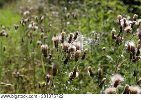 The Wind Carries Ripe Burdock Seeds Into The Field