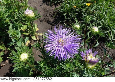 A Flower Of China Aster With Thread Like Petals