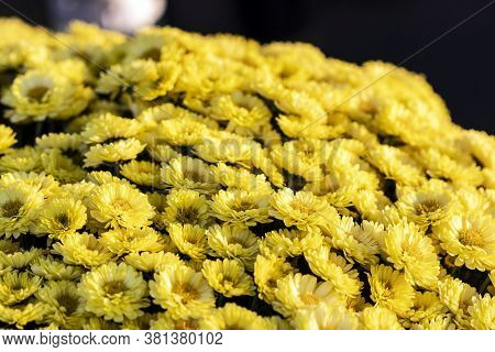 Bunch Of Yellow Grave Flowers Lit By Warm Afternoon Sun Put On Grave During All Souls' Day