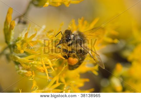 Bi på gul blomst