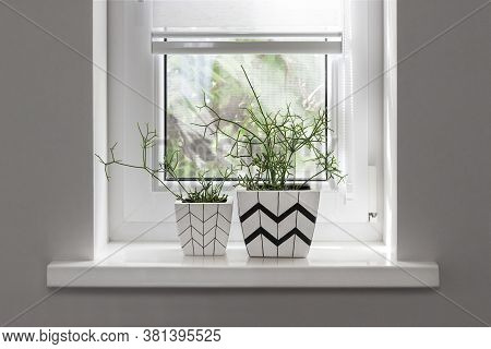 Two White Square Flower Pots With Geometric Patterns With Rhipsalis Plants Planted In Them Stand On 