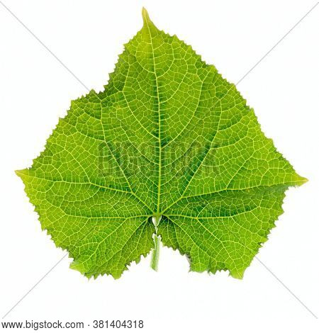 Green cucumber leaf, back light, isolated on white background