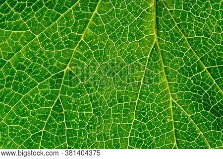 Leaf veins texture, macro shot