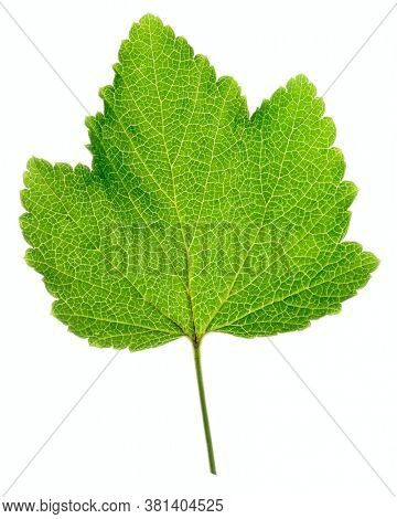 Black currant leaf shot on white background, back light