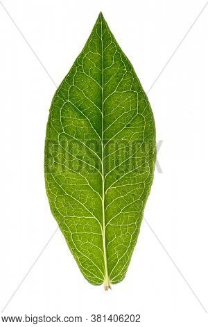 Green  leaf, back light, isolated on white background