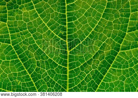 Leaf veins texture, macro shot