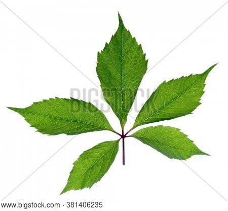 Grape leaf isolated on white background, back light