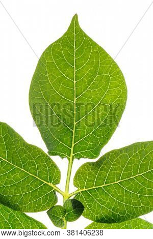 Green potato leaf, back light, isolated on white background