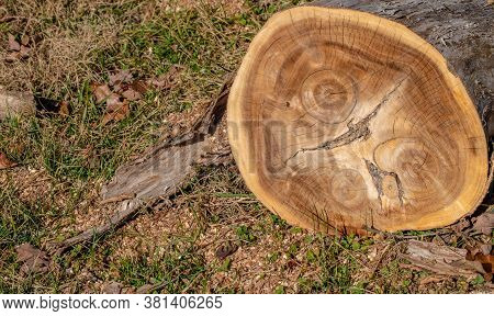 The Study Of Tree Rings Is Called Dendrochronology And Is Useful In Determining The Age Of Wood. Thi
