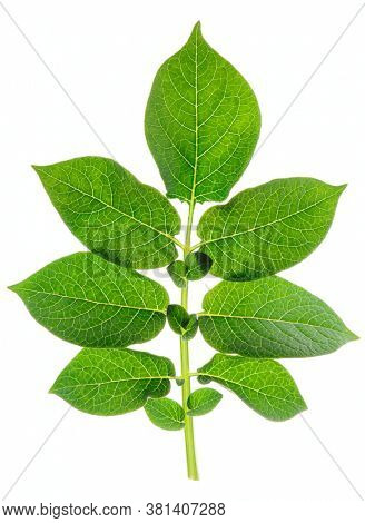 Green potato leaf, back light, isolated on white background