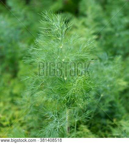 Dill Plant In The Garden. Green Background With Dill. Fennel Leaves.