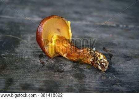 Mushroom Xerocomus Subtomentosus Over Wooden Background. Autumn Cep Mushrooms. Mushrooms Picking.