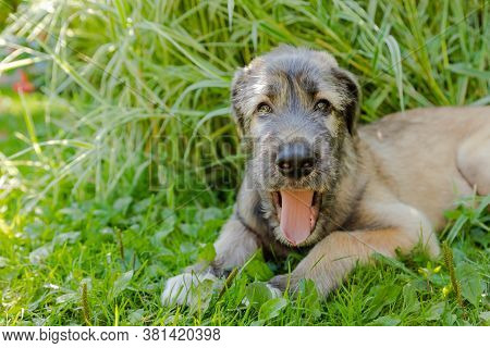A Beautiful Brown Irish Wolfhound With Nice Expression In Head In A Garden. Puppy Irish Wolfhound Sm