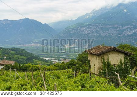 Rural Landscape In Valsugana, Trento, Trentino Alto Adige, Near Vigolo Vattaro At Summer. Vineyards