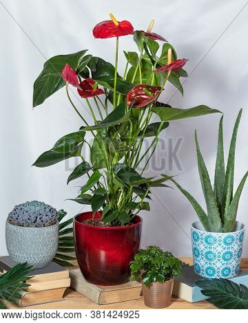 Red Anthurium Laceleaf In The Red Pot With, Aloe Vera, Succulent