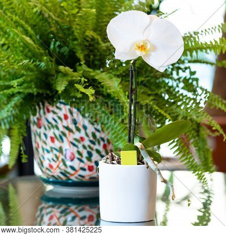 Phalaenopsis Big Singolo Orchid In The White Pot With Nephrolepis Exaltata Bostoniensis - Boston Fer