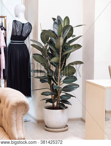 Rubber Plant, Rubber Fig, Ficus Elastica At The Cloth Store