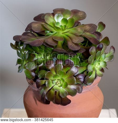 A Lot Of Succulents In One Red Pot Close Up