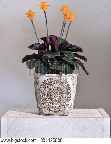 Calathea Crocata Tassmania, Prayer Plant In The Vintage Pot
