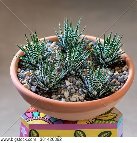 Beautiful Terrarium With Cactus, Flower, Rock, Sand Inside Red Pot
