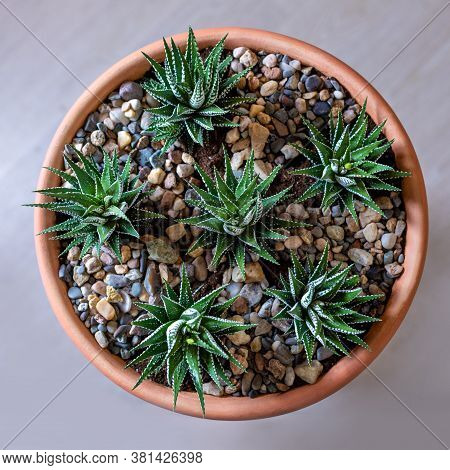 Beautiful Terrarium With Cactus, Flower, Rock, Sand Inside Red Pot View From Above