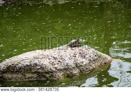A Turtle Sits Alone On A Rock In A Pond