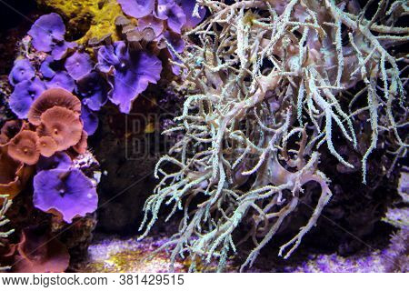 Close Up Of Tropical Fish In A Reef.