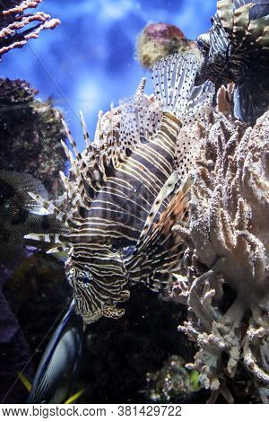 Close Up Of Tropical Fish In A Reef.