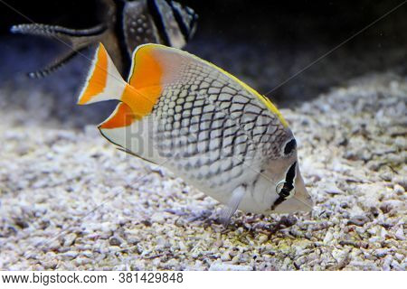 Close Up Of Tropical Fish In A Reef.