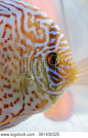 Close Up Portrait Of Discus Fish In The Aquarium.