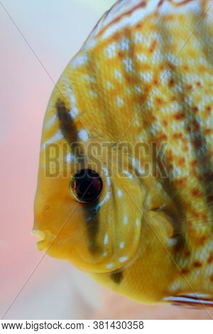 Close Up Portrait Of Discus Fish In The Aquarium.
