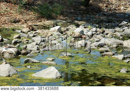Great White Egret. A Beautiful Great White Egret fishes for small fish and insects to eat. Outdoor wild animals. 