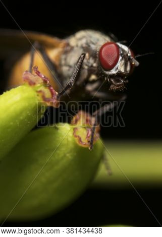 A Macro Shot Of Flesh Fly. Sarcophagidae.