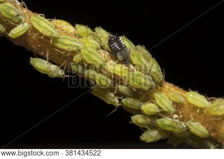 Macro Shot Of Green Aphids On The Stem. Aphidoidea.