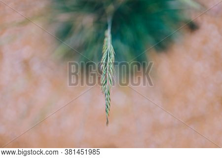 Close-up Of Festuca Glauca Grass With Seeds Shot At Extremely Shallow Depth Of Field In Sunny Backya