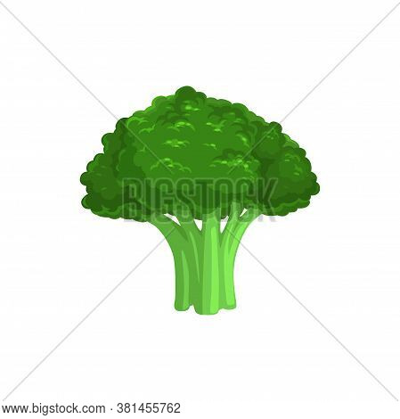 Broccoli Edible Cabbage Isolated Vegetarian Food. Vector Brassica Oleracea, Organic Raw Veggies, Unc