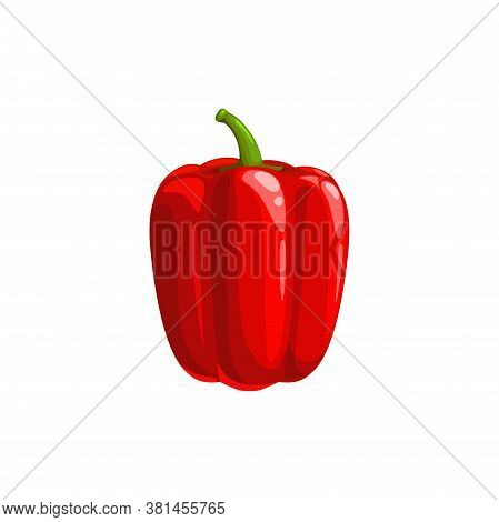 Sweet Bulgarian Pepper Isolated Veggie Realistic Design. Vector Edible Bellpepper, Raw Organic Natur