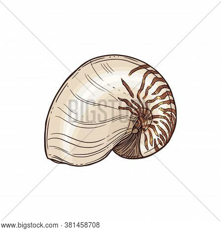 Atlantic Natica Collaria Isolated Collared Moon Snail Sketch. Vector Marine Gastropod Mollusk