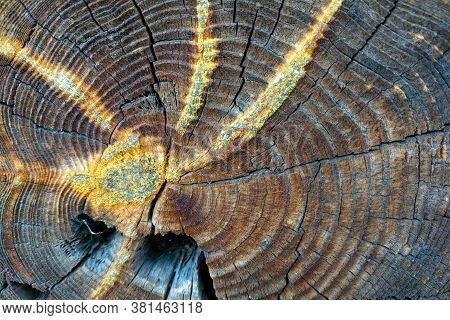 Close-up Cut Of A Tree With Traces Of Resin