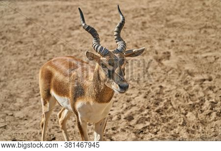 Twisted Horn Antelope. The Animal Stands On The Sand And Looks At The Camera